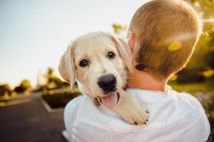 ANIMAL CUSTODY in NYC